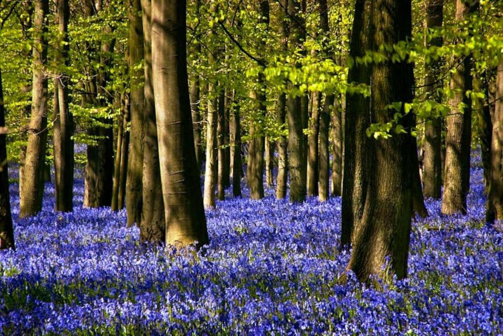 Bumblebee Cottage - Cosy Cottage In Area Of Outstanding Natural Beauty Hemel Hempstead Luaran gambar